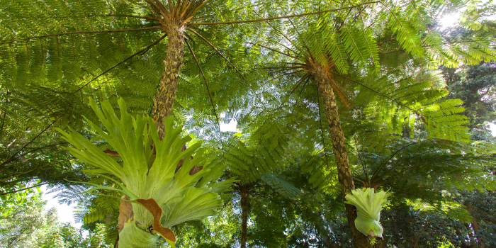 Giardini La Mortella